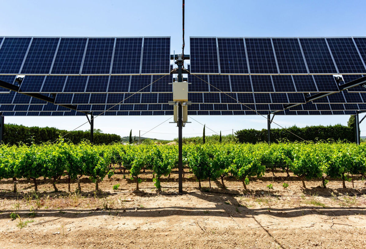 Structure agrivoltaïque au-dessus de rangs de vigne