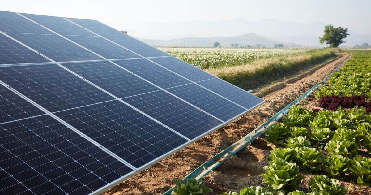 Panneaux solaires au sol en bordure de cultures maraîchères